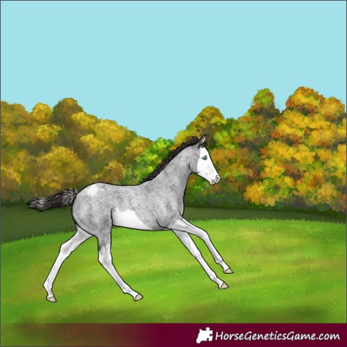 Horse Color:Smoky Blue Roan Splash Appaloosa 