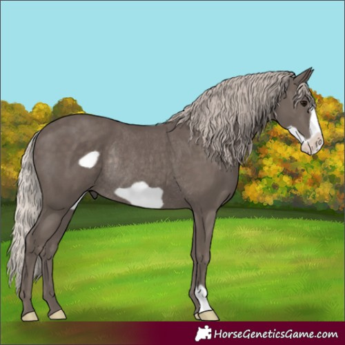 Horse Color:Silver Black Frame Rabicano 