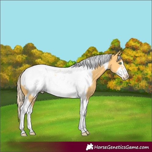 Horse Color:Gold Cream Champagne Tobiano Frame Appaloosa 