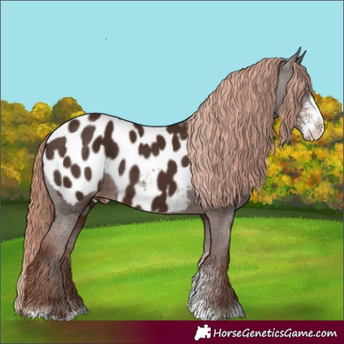 Horse Color:Liver Chestnut Sabino Appaloosa 