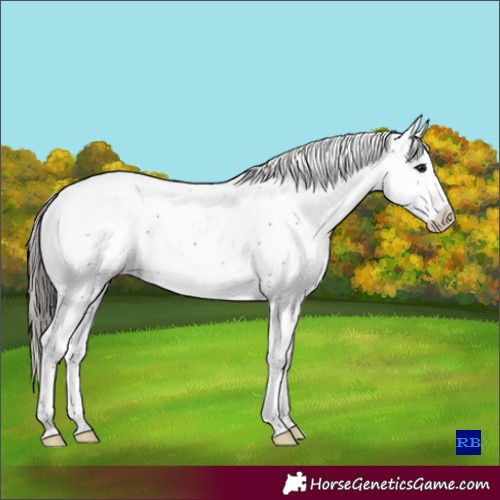 Horse Color:Smoky Grullo Sabino Splash Varnish Rabicano
