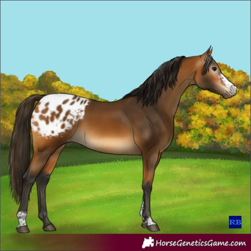 Horse Color:Gray Buckskin Sabino Varnish Rabicano 