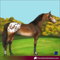 Horse Color:Gray Buckskin Sabino Appaloosa Rabicano