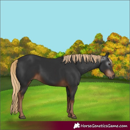 Horse Color:Gray White Spotted Liver Chestnut 