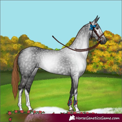 Horse Color:Gray White Spotted Liver Chestnut 
