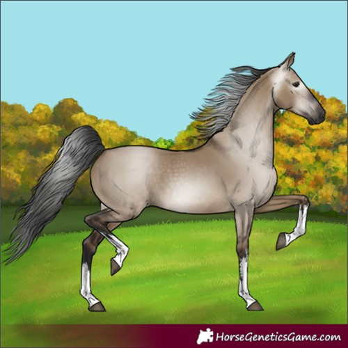 Horse Color:Gray White Spotted Brown Dun