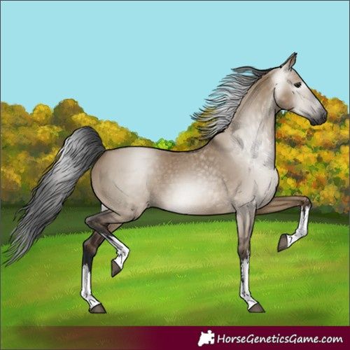 Horse Color:Gray White Spotted Brown Dun 