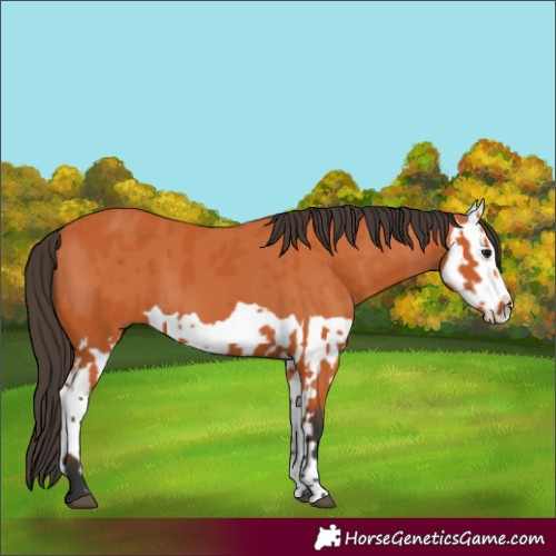 Horse Color:Bay  and Bay Splash 