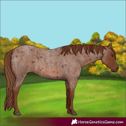 Horse Color:Red Roan 