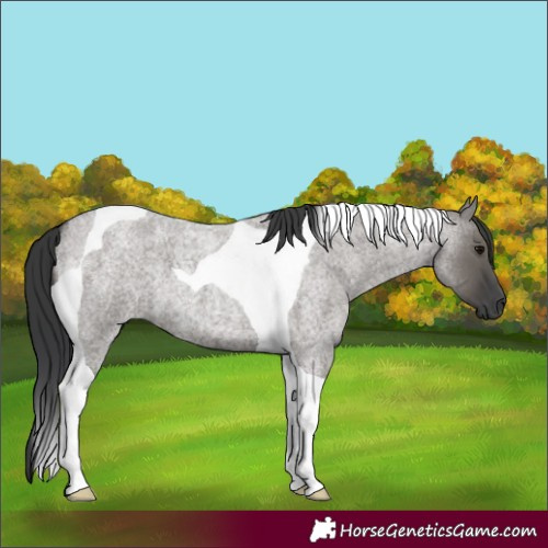 Horse Color:Grullo Roan Tobiano 
