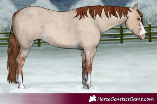 Horse Color:Red Dun Roan 