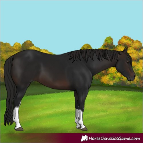 Horse Color:Gray White Spotted Bay