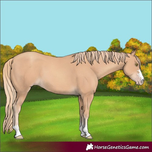 Horse Color:Gold Champagne 