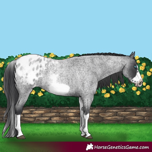 Horse Color:White Spotted Blue Roan Splash Frame Appaloosa 