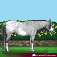 Horse Color:White Spotted Blue Roan Splash Frame Appaloosa