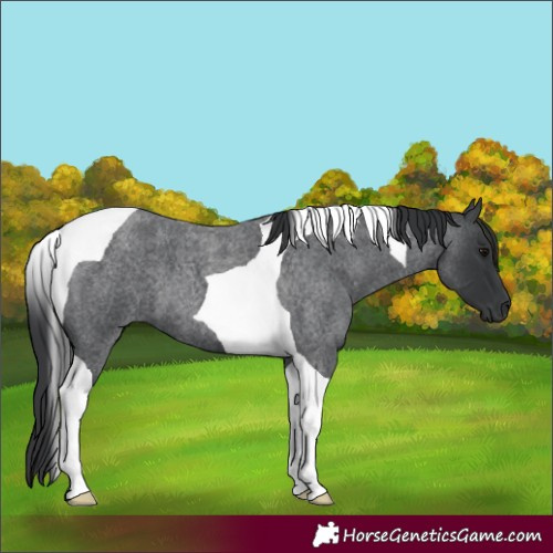 Horse Color:Blue Roan Tobiano 
