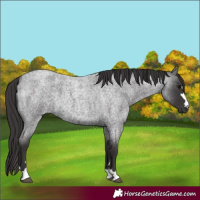 Horse Color:Smoky Blue Roan