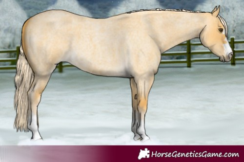 Horse Color:Palomino Roan Dun 