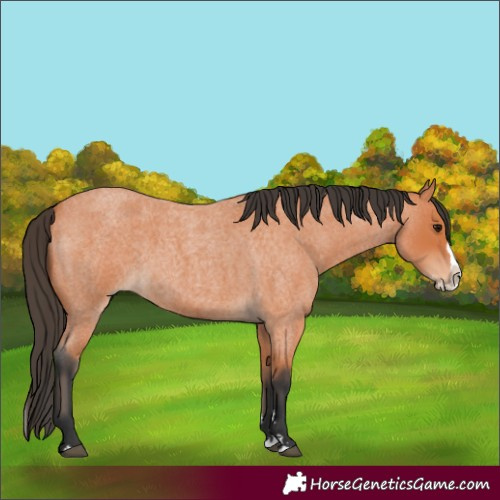 Horse Color:Bay Roan Splash 