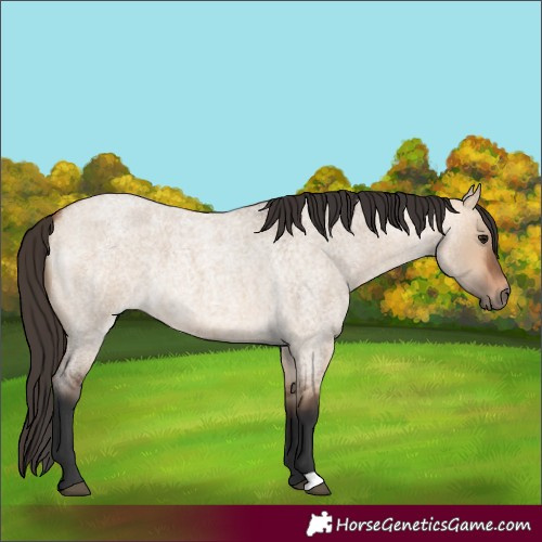 Horse Color:Bay Roan Dun 