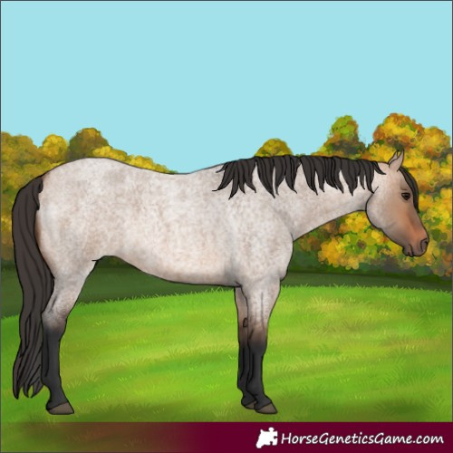 Horse Color:Bay Roan Dun 
