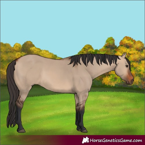 Horse Color:Bay Dun 