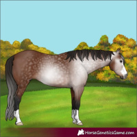 Horse Color:Gray Bay 