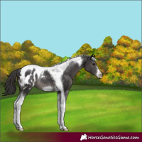 Horse Color:Smoky Black Tobiano Frame Appaloosa Rabicano 