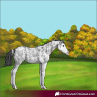 Horse Color:Black Ice Sabino Splash 