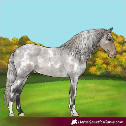 Horse Color:White Spotted Silver Smoky Grullo Roan Appaloosa Rabicano