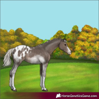 Horse Color:Silver Black Sabino Tobiano Appaloosa