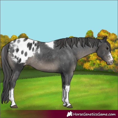 Horse Color:Black Sabino Tobiano Appaloosa Rabicano