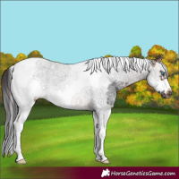 Horse Color:Brown Sabino Splash Tobiano Frame 