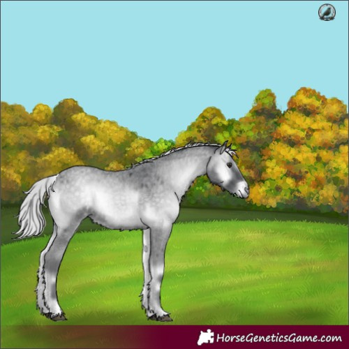 Horse Color:Silver Blue Onyx Chinchilla Roan 