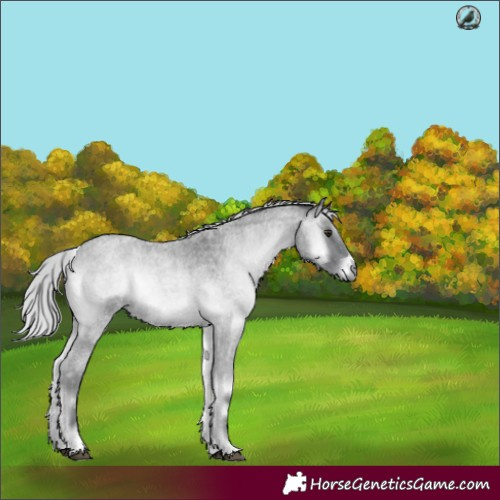 Horse Color:Silver Blue Onyx Chinchilla Roan 