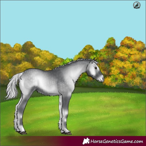 Horse Color:Silver Blue Onyx Chinchilla
