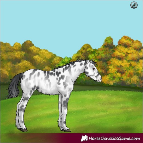 Horse Color:Blue Onyx Chinchilla Leopard 