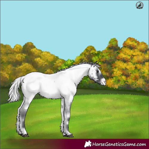 Horse Color:Silver Blue Onyx Chinchilla Roan Appaloosa