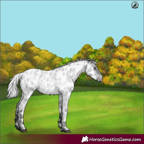 Horse Color:Silver Blue Chinchilla Roan Near Leopard 