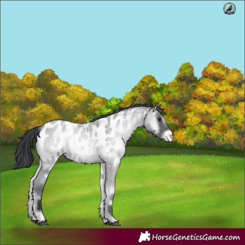 Horse Color:Blue Onyx Chinchilla Roan Near Leopard 