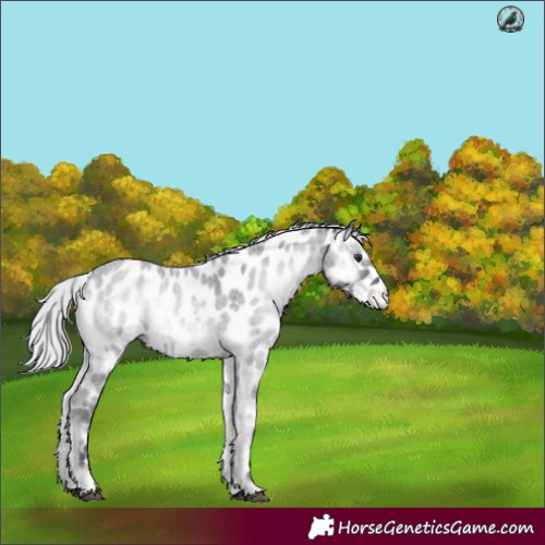 Horse Color:Silver Blue Onyx Chinchilla Roan Near Leopard 