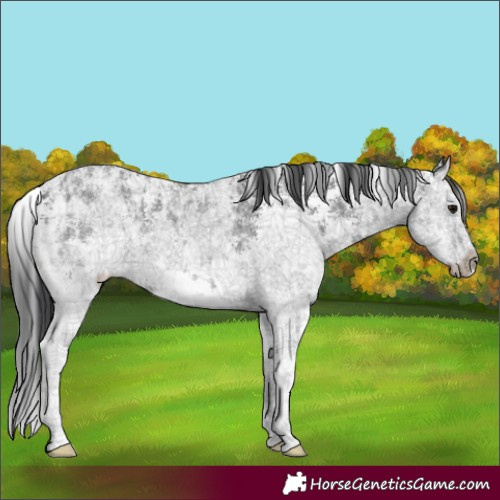Horse Color:Black Ice Sabino Splash 