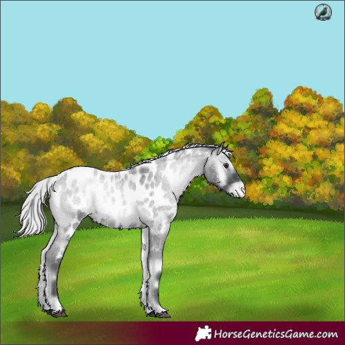 Horse Color:Silver Blue Onyx Chinchilla Roan Near Leopard