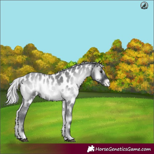 Horse Color:Silver Blue Onyx Chinchilla Roan Near Leopard