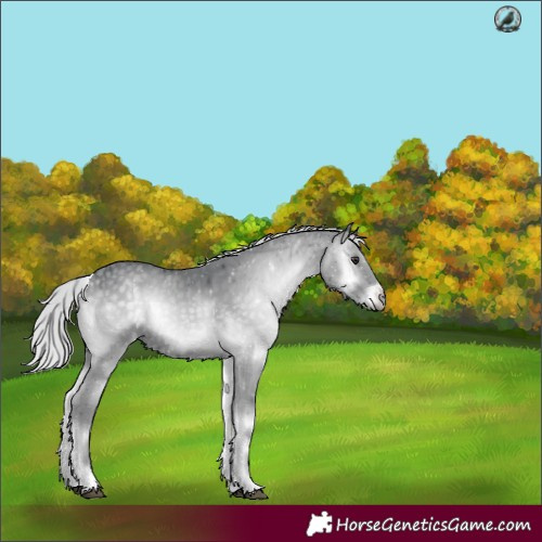 Horse Color:Silver Blue Onyx Chinchilla