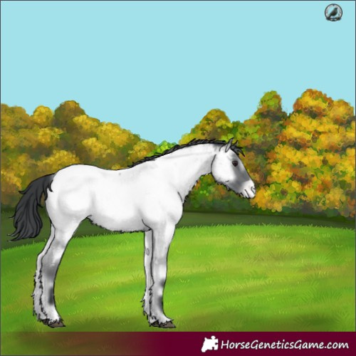 Horse Color:Blue Onyx Chinchilla Roan Near Fewspot 