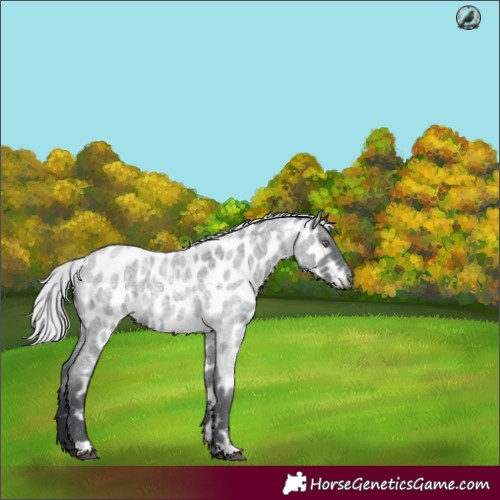 Horse Color:Silver Blue Chinchilla Roan Near Leopard 