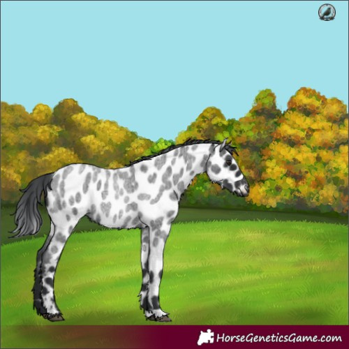 Horse Color:Blue Chinchilla Roan Leopard