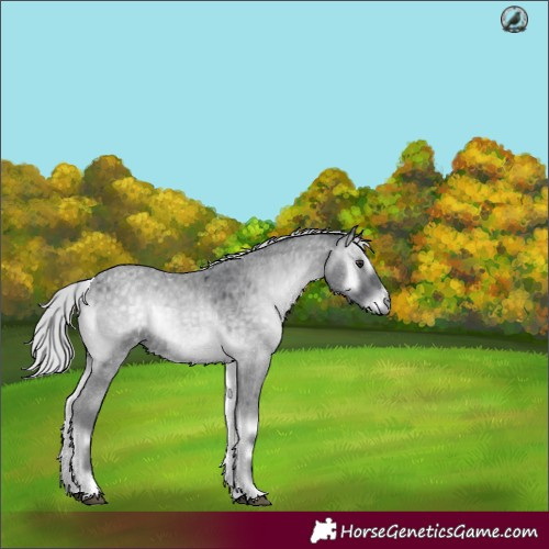 Horse Color:Silver Blue Onyx Chinchilla Roan