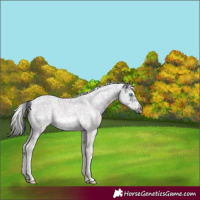 Horse Color:Black Ice Sabino Splash Tobiano Frame 